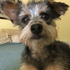 Fundraising Page: Debbie Cates